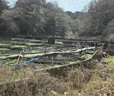 와사비 본적 있음?