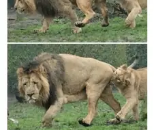 사자 : "잠깐만 아까 했잖아..."