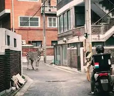 대한민국 3대 동물.jpg
