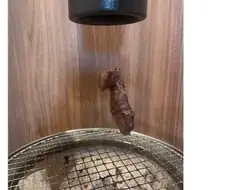 고기집 덕트의 풍압이 너무 쎄면 발생하는 일