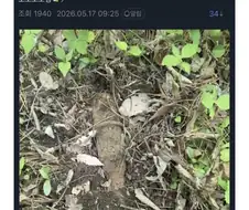 등산하다 이상한걸 발견한 디씨인