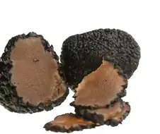 의외로 트러플은 포항에서도 자람