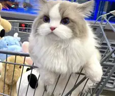 집사랑 마트에 온 고양이....