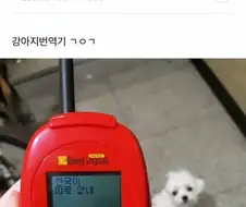 싱글벙글 강아지어 번역