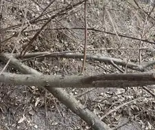 뱀 찾는 사진 무서운점.jpg