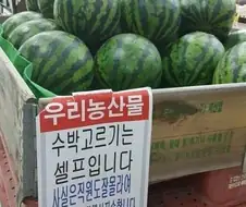 농협 직원이 알려주는 수박 고르기 꿀팁