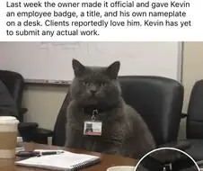 회사에서 고양이에게 차장 직급을 줌