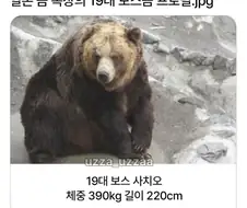 일본 곰 목장의 19대 보스곰 프로필.jpg