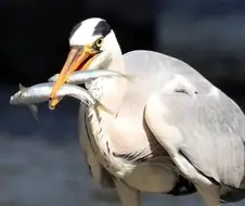 청계천 왜가리 특