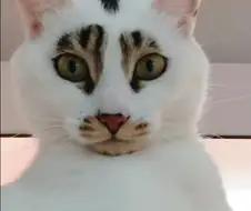 얼굴 무늬땜에 살짝 억울한 고양이...