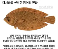 다시봐도 신박신박신박한 광어의 진화.jpg
