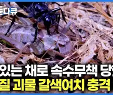 갈색여치를 언론에서 재앙급으로 묘사하는데