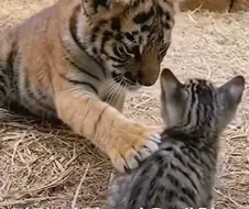 정말 사랑스러운 대형 고양이!