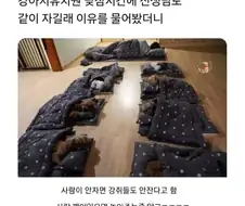 강아지 유치원 낮잠시간에 선생님도 같이 자는 이유
