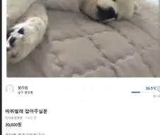 ???: 마리당 만원이면 다들 ㅈ냥이 잡으러 갈거임ㅋㅋ