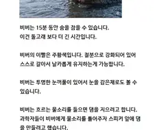 신기한 비버