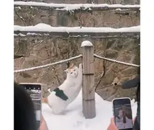 찍어라 냥