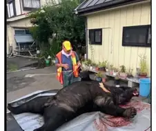 곰이 무서운 이유