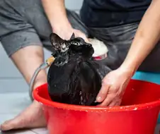 이건 고양이가 맞다.. 고양이 맞다고...