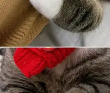우리집 고양이 보고 자러 가