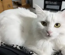 우리집 고양이 특징