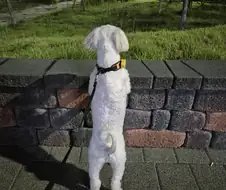 개 키워보니까 서당개 3년이라는 속담이 왜 생겼는지 알게됨.