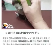 앵무새는 몸전체가 성감대레