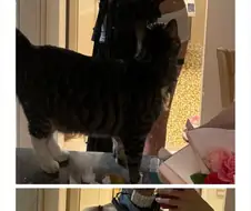 ㅇㅎ) 체인소맨) 폭탄의 악마 코스프레