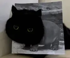 집사의 조회수에 이용되는 검냥이...