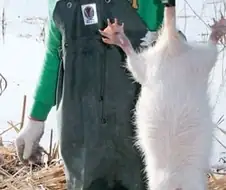 한국에서 생포돼 허무하게 죽은 희귀 야생동물.jpg