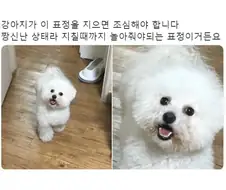짱신난 댕댕이들