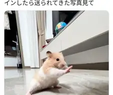 엄마한테 햄서터 잘 지내냐고 물어봤더니 보내준 사진