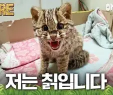 지상파 방송사도 쓰는 밈
