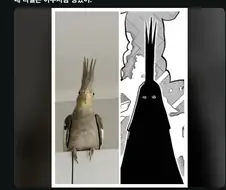 원피스 이무 앵무새론 정리