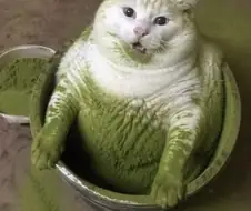 행운을 불러온다고 알려진 녹색 고양이.jpg