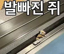 슈크림 도어가 열립니다.