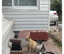 길냥이가 뚱뚱한 이유.jpg