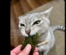 김이 좋은 고양이