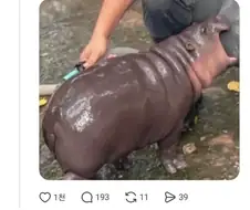 우리 와이프와 눈빛이 닮은 작고 귀여운 동물.jpg