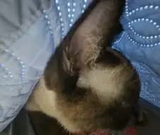 우리집 고양이 이렇게 보니까 개같네 진짜...