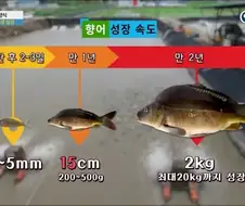 민물고기 회를 안전하게 먹을 수 있는 이유