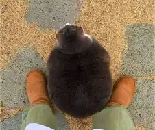 굉장한 뚱냥이