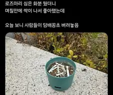 회사 옥상에 로즈마리 심은 화분 뒀더니