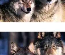 동물캐릭터 성별표현 특