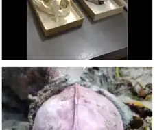 해달이 성게를 많이 먹으면 생기는 일