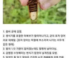 좀비 바이러스에 감염되어 암컷타락하는.manhwa