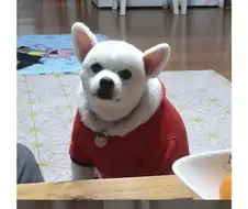 산타 후드 어디서 샀냐고 다들 물어보시는데 이거 후드 아니구요.jpg