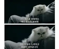 고양이를 쓰다듬으면 발생하는 신체의 변화