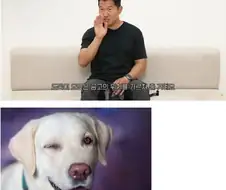 강형욱이 말하는 래브라도 리트리버 단점