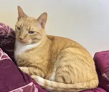 우리집 고양이